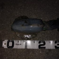 エギ王Kが大活躍